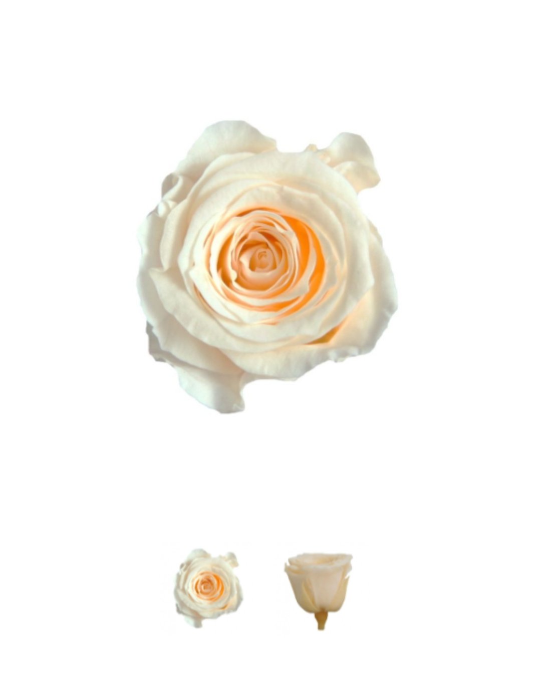 ELAIA GRANDE - Imagen 7