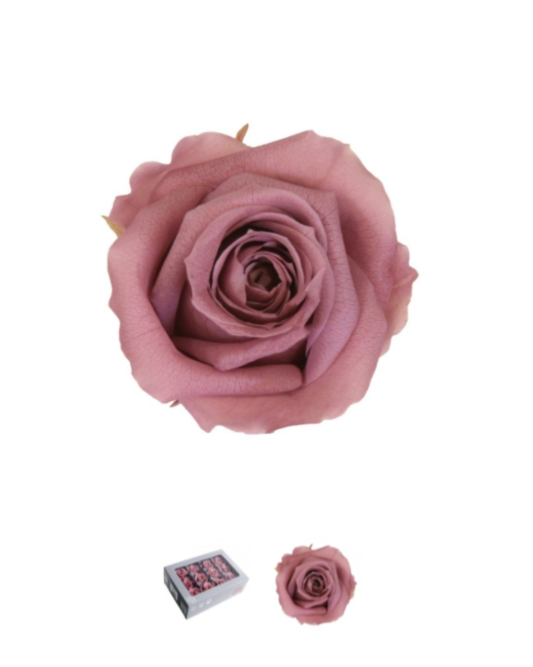 LIA PEQUEÑA - Imagen 7