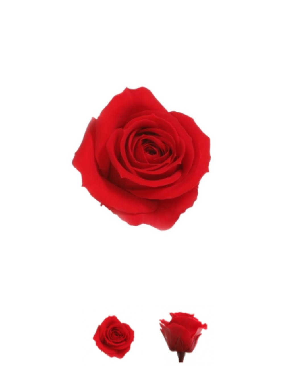 MARGOT PEQUEÑA - Imagen 12